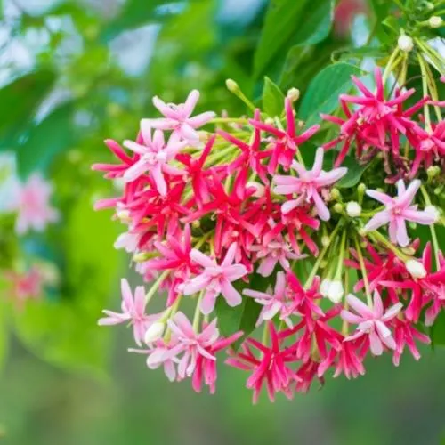 Cành hoa sứ quân tử kép - một giống hoa đẹp để áp dụng hoa sứ quân tử cách trồng