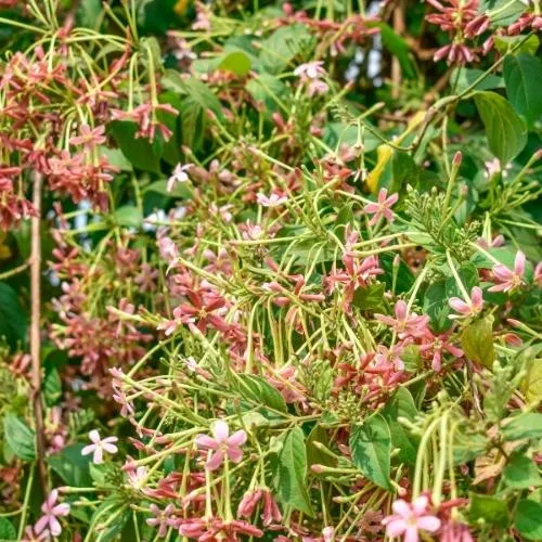 Cận cảnh chùm hoa sứ quân tử rực rỡ dưới nắng - biểu tượng của hoa sứ quân tử cách trồng thành công