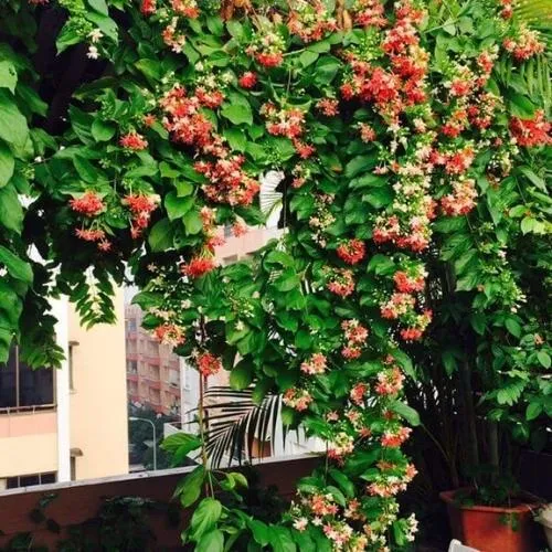 Hoa sứ quân tử nở rộ với nhiều màu sắc khác nhau - minh chứng cho hoa sứ quân tử cách trồng hiệu quả