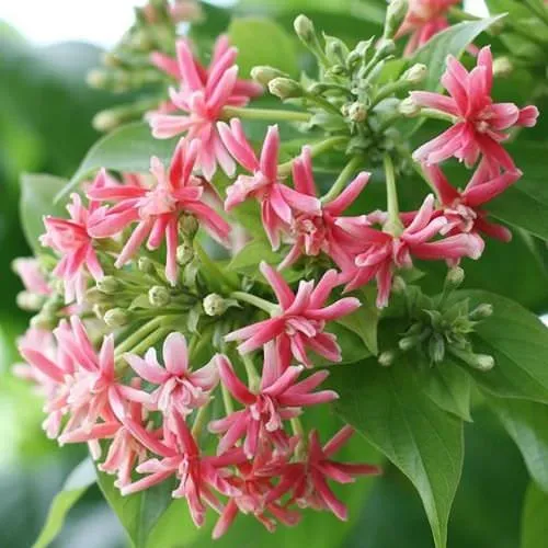 Hoa sứ quân tử nở rộ - thành quả của hoa sứ quân tử cách trồng chuẩn kỹ thuật