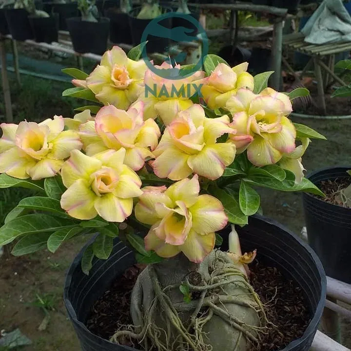 Hoa sứ Thái trồng trong chậu kiểng