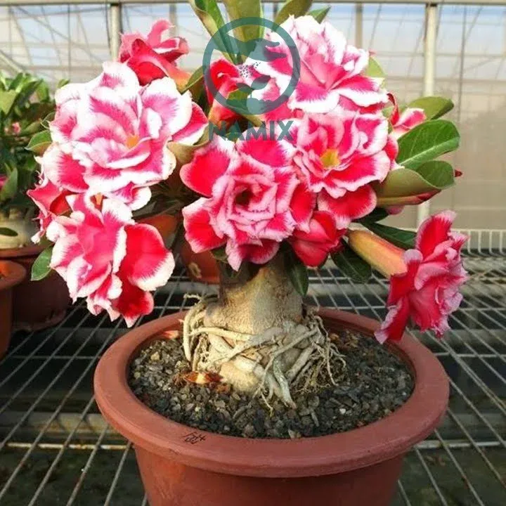 Hoa sứ Thái khoe sắc thắm rực rỡ