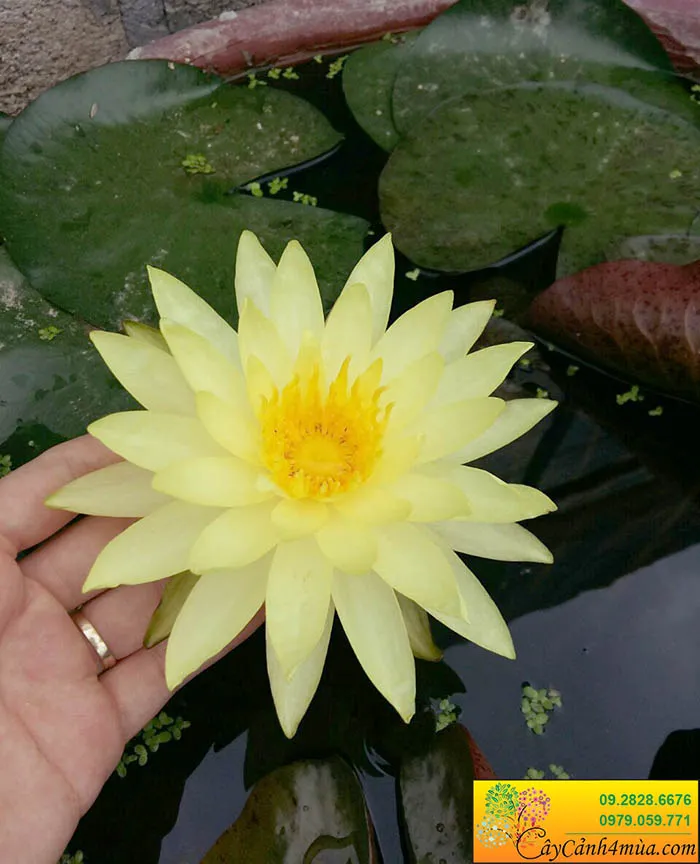 Hoa súng ta (hoa súng vàng) được trồng trong hồ tiểu cảnh, minh họa cho môi trường sống lý tưởng