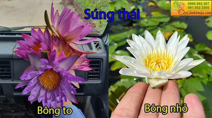 Hoa súng thái bông to và bông nhỏ, cho thấy sự đa dạng về kích thước hoa