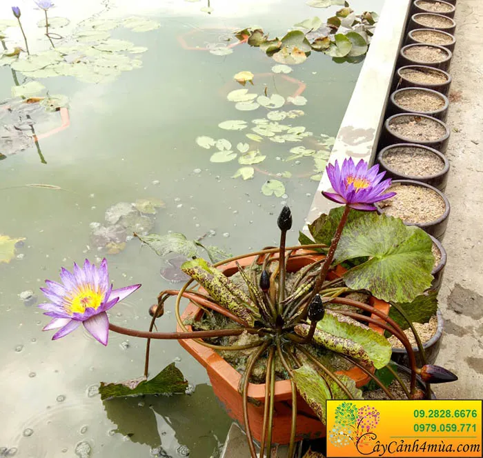 Hoa súng Thái màu tím đang nở rộ trong ao, thể hiện sự phát triển mạnh mẽ