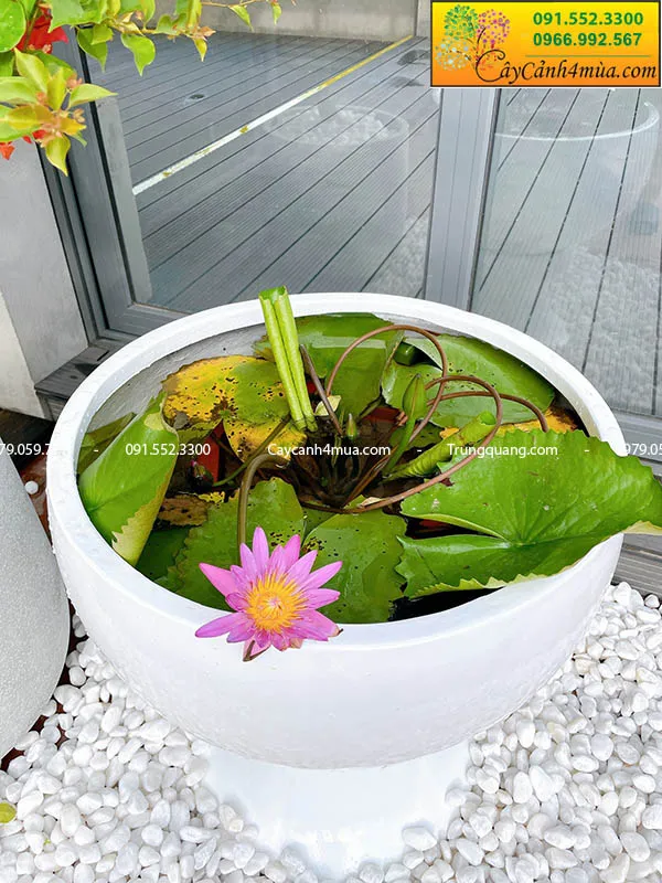Hoa súng được trồng trên sân thượng, chứng minh tính linh hoạt của cây