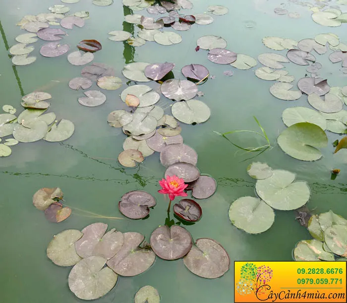 Súng Thái được trồng trong tiểu cảnh sân vườn, tạo điểm nhấn xanh mát