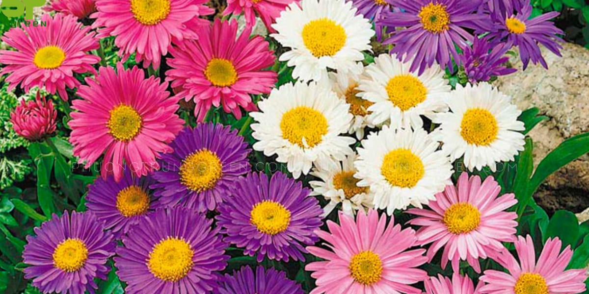 Cách Trồng Hoa Thạch Thảo: Hướng Dẫn Chi Tiết Từ A Đến Z Cho Người Mới