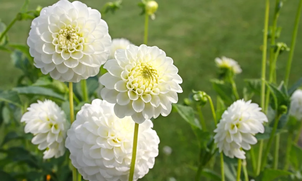 Hoa thược dược trắng tượng trưng cho sự thuần khiết