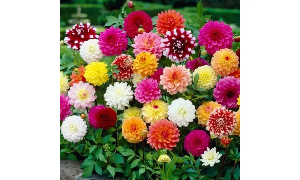 Các giống hoa thược dược lùn với nhiều màu sắc rực rỡ