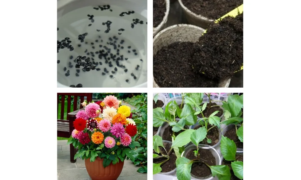 Kỹ thuật gieo trồng cây thược dược bằng hạt giống