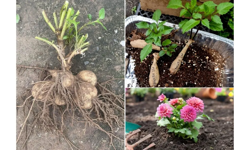 Hướng dẫn trồng cây thược dược bằng củ giống
