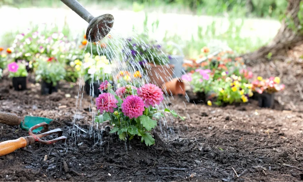 Lưu ý về lượng nước tưới vừa đủ cho cây thược dược