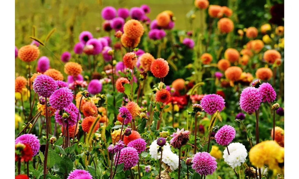 Hoa thược dược có thể nở kéo dài trong một tháng