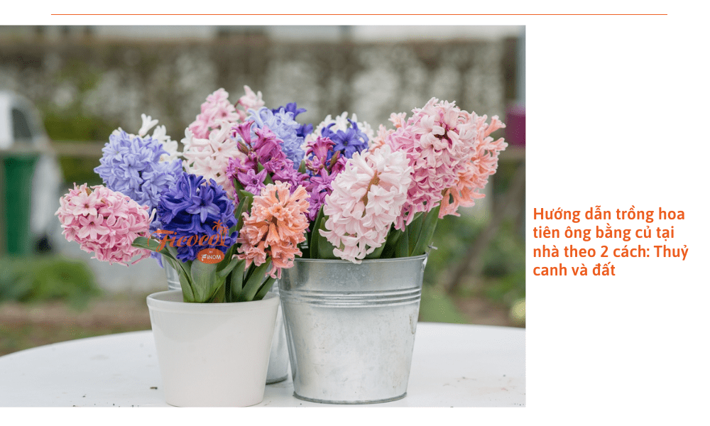 Cách Trồng Củ Tiên Ông Tại Nhà Đơn Giản Cho Hoa Nở Rực Rỡ Và Lâu Tàn