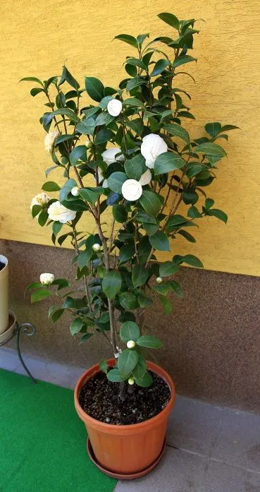 Trồng Trà My trong chậu là giải pháp trang trí phổ biến, đặc biệt là Trà My trắng