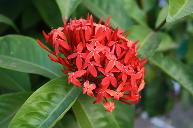 Hoa trang có hình dáng và màu sắc rất nổi bật