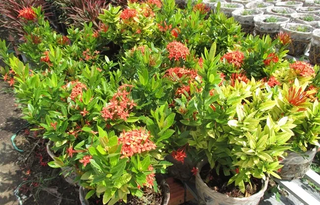 Trồng hoa trang bằng phương pháp giâm cành