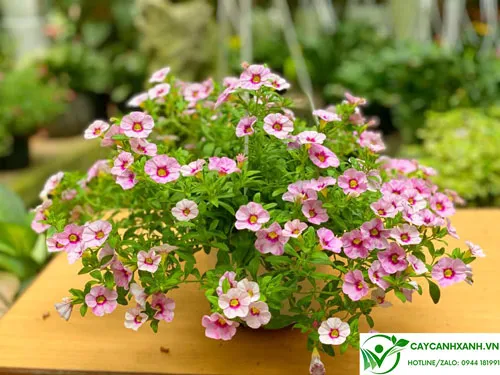 Hoa triệu chuông màu hồng phai cuốn hút, rủ xuống đầy nghệ thuật