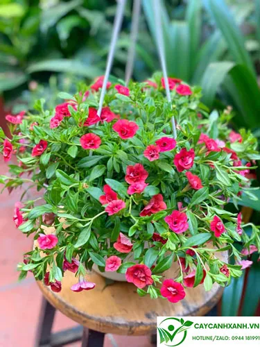 Triệu chuông loại cây hoa thuộc thân thảo buông rủ, tạo hiệu ứng thị giác tuyệt vời