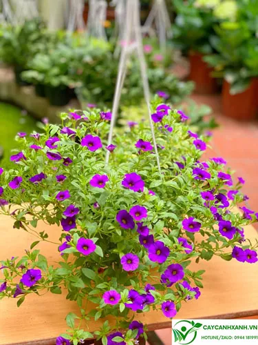 Hoa mang lại vẻ đẹp tươi mới, trong sáng cho mọi không gian