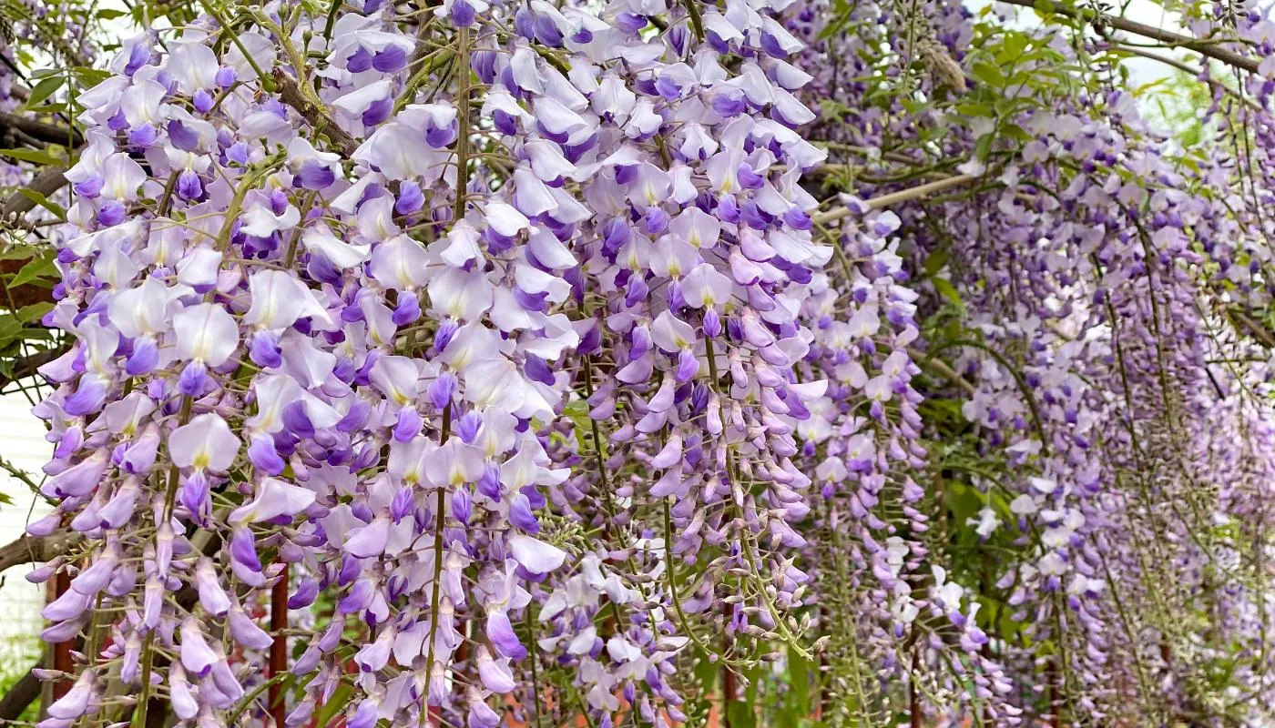 Hoa tử đằng Wisteria sinensis có màu tím, thường được gọi là dây sắn tía