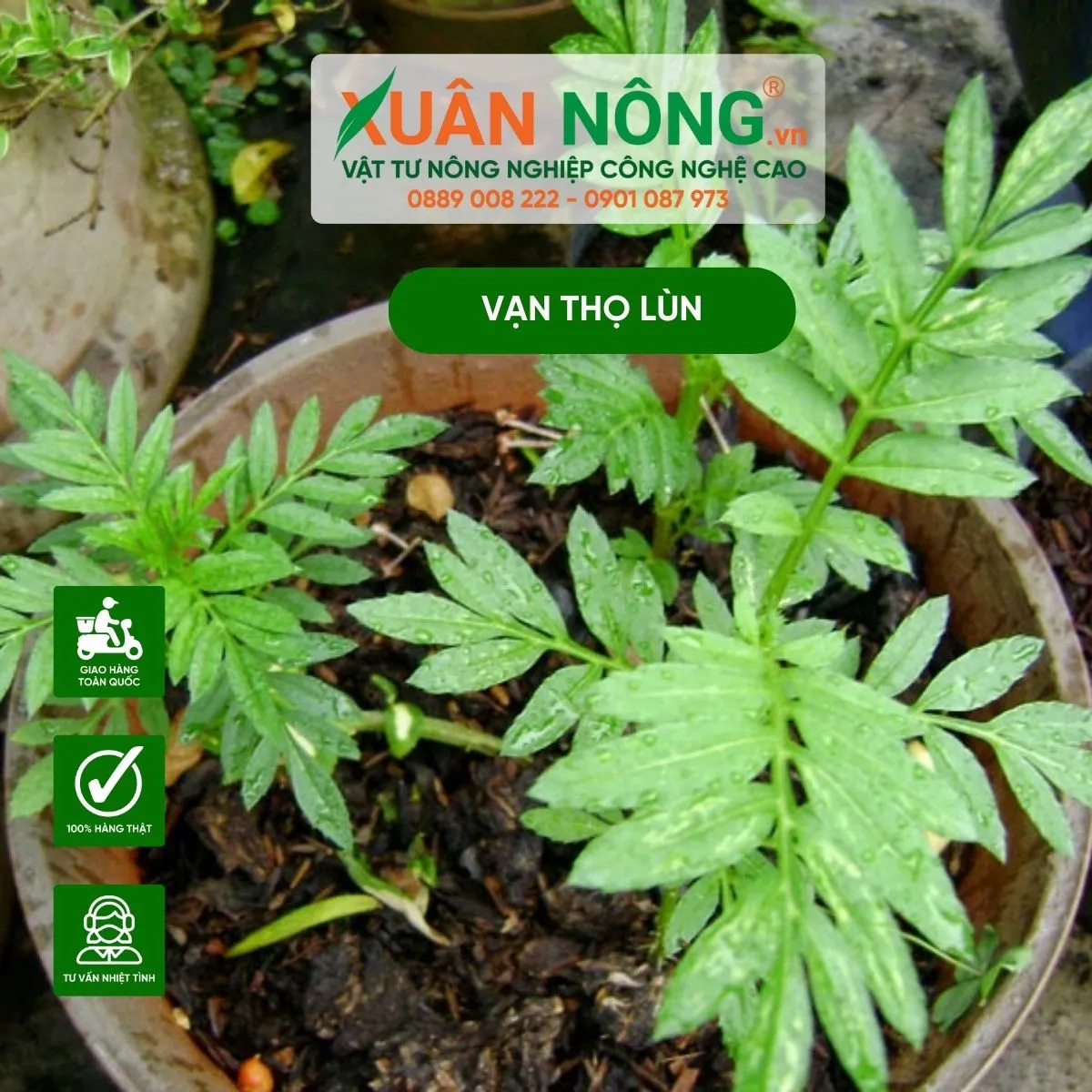 Đóa hoa vạn thọ lùn nở rộ, màu sắc tươi sáng