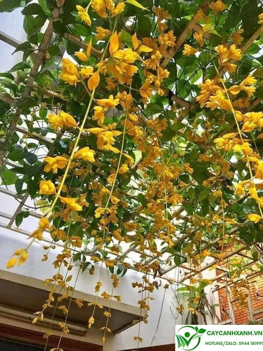 Hoa có độ bền từ 2-3 tháng và ra hoa quanh năm