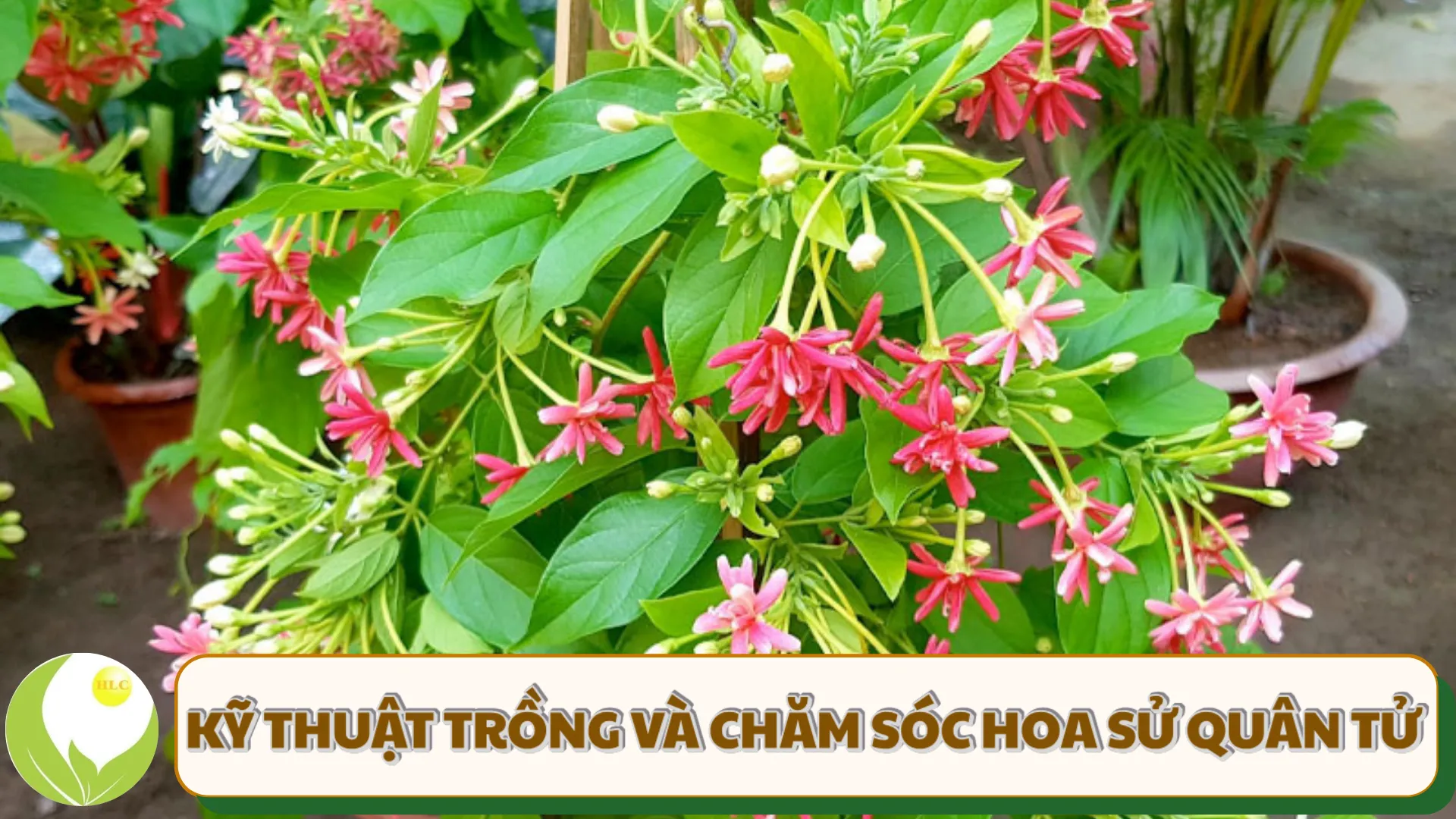 Cây hoa sứ quân tử trên giàn leo cần áp dụng cách trồng đúng kỹ thuật