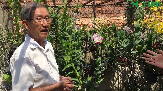 Cách Trồng Lan Hồ Điệp Con Mới Mua Về Đạt Chuẩn Chuyên Gia