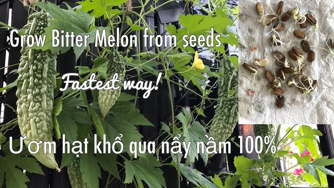 CÁCH TRỒNG BƠ TỪ HẠT TẠI NHÀ TỪ A ĐẾN Z: KỸ THUẬT ƯƠM MẦM CHUẨN CÁCH TRỒNG BƠ TỪ HẠT TẠI NHÀ TỪ A ĐẾN Z: KỸ THUẬT ƯƠM MẦM CHUẨN