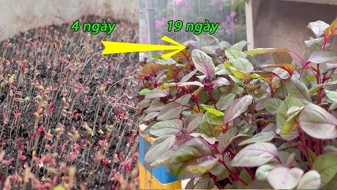 Cách Trồng Rau Dền Tía Đạt Năng Suất Cao Ngay Tại Nhà