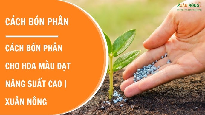 Cách Trồng Sung Mỹ Trong Chậu Đạt Năng Suất Cao, Quả Ngọt Đậm Đặc