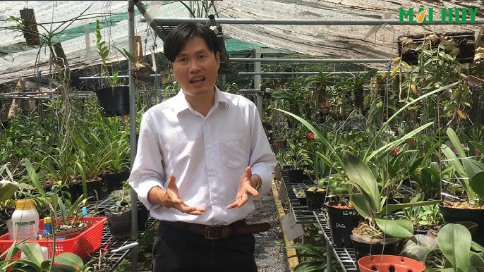 Cách Trồng Cây Hoàn Ngọc: Hướng Dẫn Chi Tiết Từ A Đến Z Cho Sân Vườn