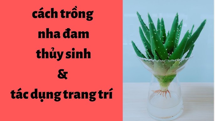 Cách Trồng Cây Nha Đam Con Từ A Đến Z: Kỹ Thuật Chăm Sóc Đơn Giản