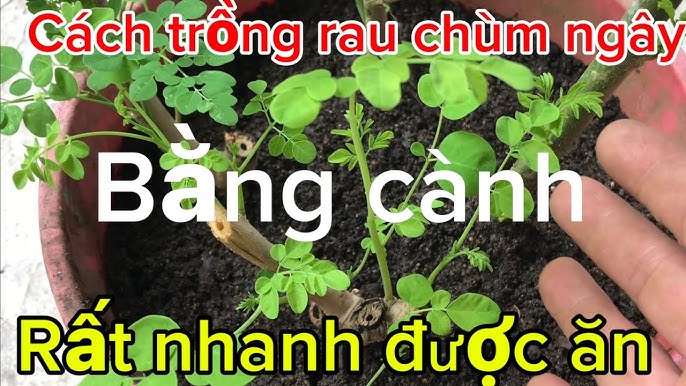 Cách Trồng Cây Rau Ngót Bằng Cành Giâm Đạt Năng Suất Vượt Trội
