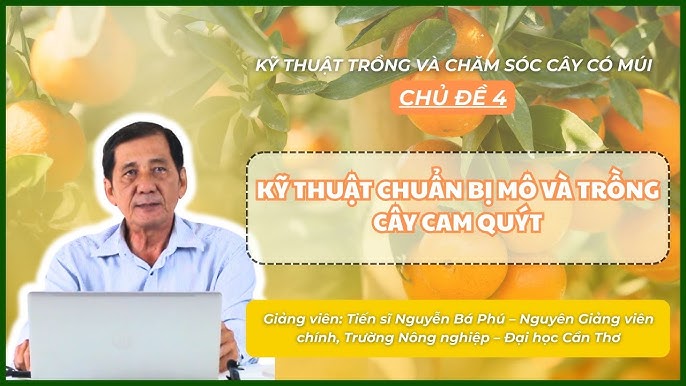 Kỹ Thuật Trồng Và Chăm Sóc Cây Cam Hiệu Quả Đạt Năng Suất Cao