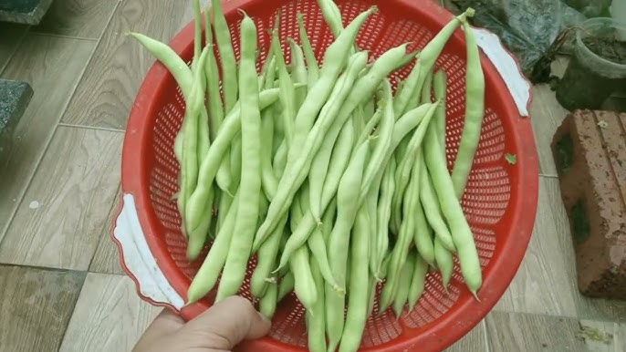 Cách Trồng Đậu Cove Leo Trong Thùng Xốp Cho Năng Suất Tối Đa Tại Nhà