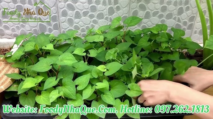 Cách Trồng Rau Sam Tại Nhà: Hướng Dẫn Chi Tiết Để Cây Xanh Tốt Quanh Năm