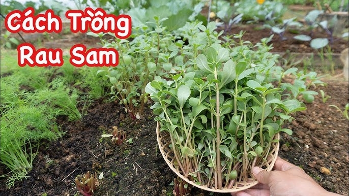 Cách Trồng Rau Sam Tại Nhà: Hướng Dẫn Chi Tiết Để Cây Xanh Tốt Quanh Năm
