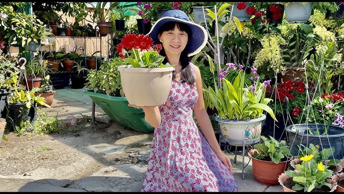 Cách Trồng Hoa Cúc Đồng Tiền Đơn Giản, Ra Hoa Rực Rỡ Quanh Năm