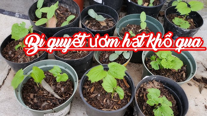 Cách Trồng Dứa Trong Chậu: Hướng Dẫn Chi Tiết Từ A Đến Z Đạt Năng Suất Cao