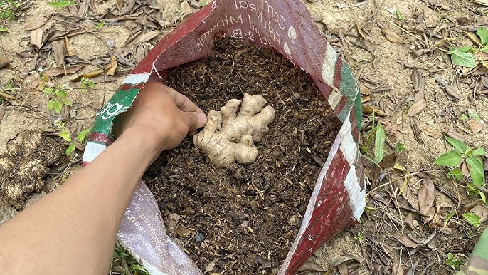 Cách Trồng Gừng Trong Bao Xi Măng: Kỹ Thuật Đạt Năng Suất Cao