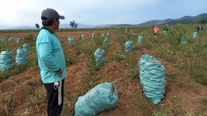 Cách Trồng Gừng Trong Bao Xi Măng: Kỹ Thuật Đạt Năng Suất Cao