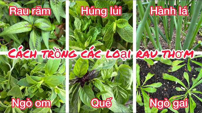 Cách Trồng Rau Răm Bằng Hạt: Hướng Dẫn Chi Tiết Cho Vườn Nhà