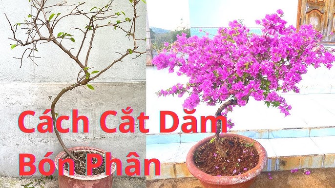 Cách Trồng Hoa Giấy Leo Giàn: Hướng Dẫn Chi Tiết Để Cây Ra Hoa Rực Rỡ