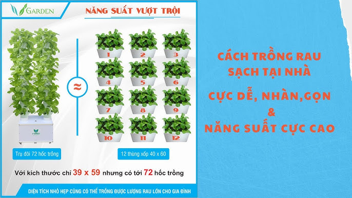 Cách Trồng Rau Muống Tại Nhà Chi Tiết Cho Năng Suất Cao