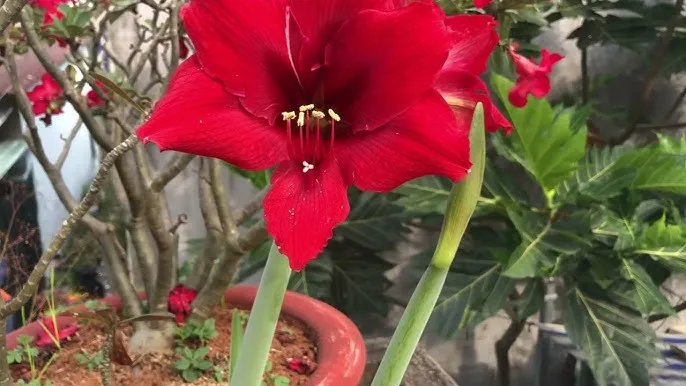 Kỹ thuật xử lý củ và thời điểm gieo trồng hoa huệ đỏ nở vào dịp tết