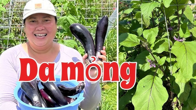 Cách Trồng Hạt Sen Đá Thành Công Tuyệt Đối Ngay Tại Nhà