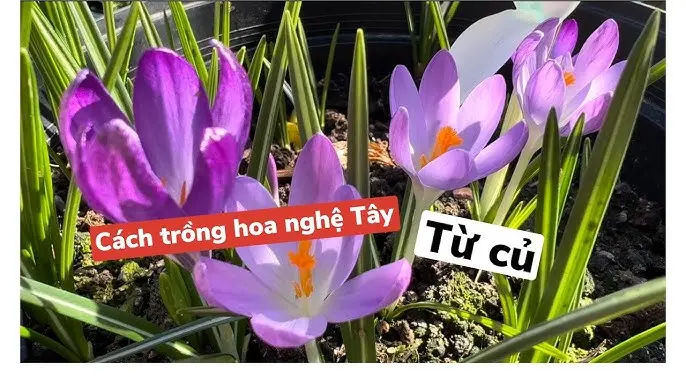 Cách Trồng Thường Xuân Từ A Đến Z: Hướng Dẫn Chi Tiết Chăm Sóc Đúng Kỹ Thuật